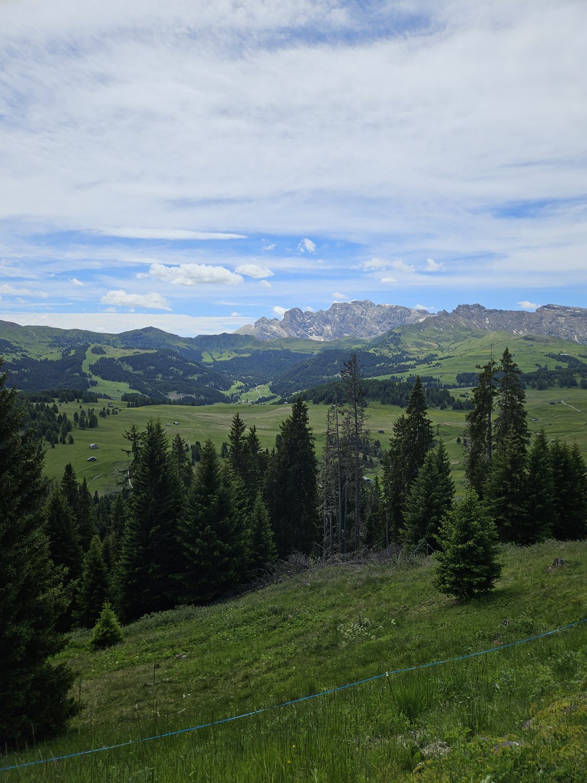 Pine trees and green slopes on Alpe di Siusi in June
